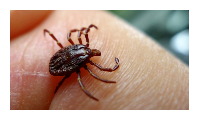 kleszcz_foter_com-001-2014-06-08 _ 09_51_19-72